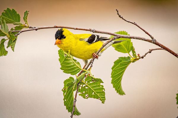 Jaynes Gallery 아티스트의 USA-Colorado-Fort Collins Male American goldfinch close-up작품입니다.